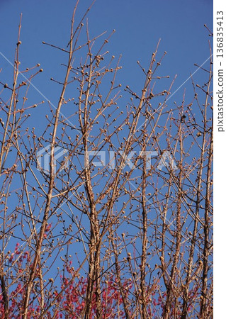 Cornus cherry buds still hard, February 2026 Cornus cherry buds still hard, February 2026 136835413