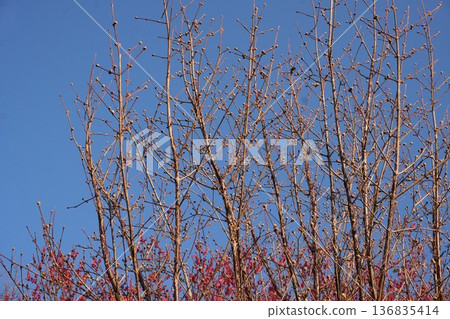 2026年2月，山茱萸花蕾依然堅硬。 136835414