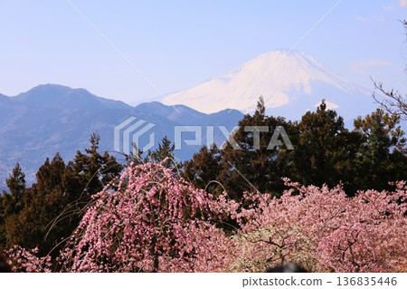 河津櫻花、富士山和箱根山脈（遠眺佐賀山農業公園） 136835446