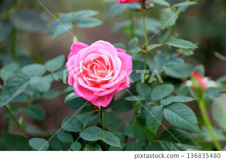 Rose flower Stephanie de Monaco Rose flower Stephanie de Monaco 136835480