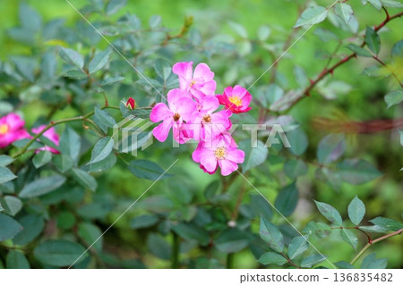 玫瑰花薰衣草夢 136835482