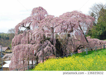 福島縣三春市三春瀧櫻 136835632