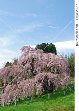 福島縣三春市三春瀧櫻 136835633