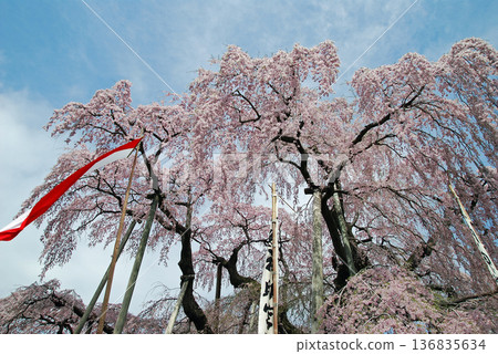 Miharu Takizakura, Miharu, Fukushima Prefecture Miharu Takizakura, Miharu, Fukushima Prefecture 136835634