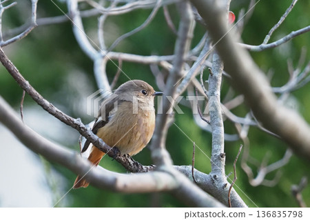 Female Daurian Redstart 136835798