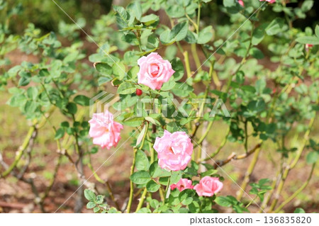 Rose flowers Princess Aico Rose flowers Princess Aico 136835820