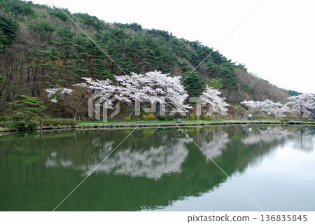 Cherry blossoms at Kagamigaike Park, Nihonmatsu City, Fukushima Prefecture Cherry blossoms at Kagamigaike Park, Nihonmatsu City, Fukushima Prefecture 136835845