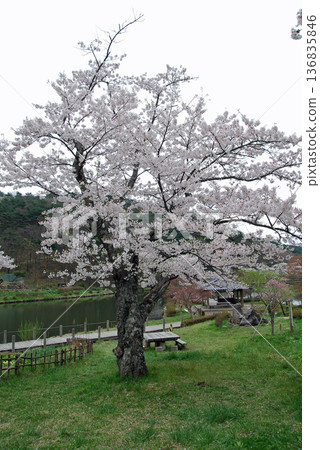 Cherry blossoms at Kagamigaike Park, Nihonmatsu City, Fukushima Prefecture Cherry blossoms at Kagamigaike Park, Nihonmatsu City, Fukushima Prefecture 136835846