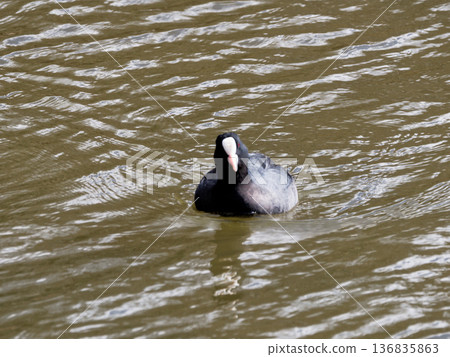 Cinnamon coot 136835863