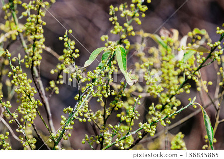 Flower buds of the Lauraceae family, Shiromoji Flower buds of the Lauraceae family, Shiromoji 136835865