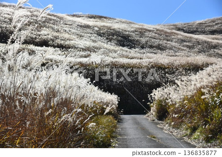 Shiozuka Peak, a road lined with swaying Japanese pampas grass Shiozuka Peak, a road lined with swaying Japanese pampas grass 136835877