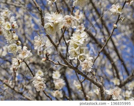 Pure white that melts into the blue sky. White plum blossoms in full bloom herald the arrival of spring. Pure white that melts into the blue sky. White plum blossoms in full bloom herald the arrival of spring. 136835995