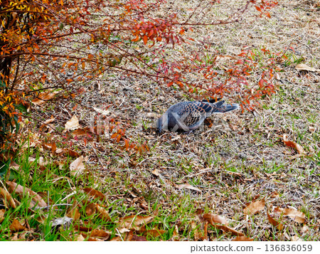 斑鳩在地面上覓食 136836059