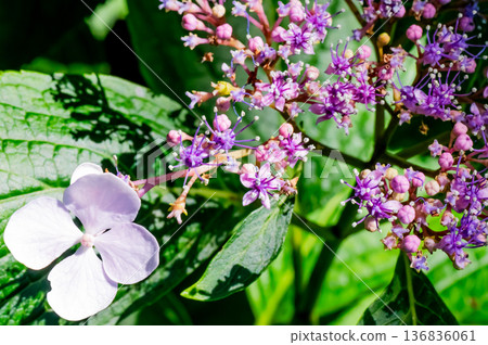 Hydrangea macrophylla illuminated by early summer sunlight Hydrangea macrophylla illuminated by early summer sunlight 136836061