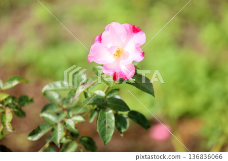 Roses of flowers Hana 136836066