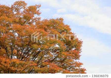 秋天的公園,改變顏色的櫸樹葉,秋葉 秋天的公園,改變顏色的櫸樹葉,秋葉 136836070