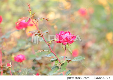 玫瑰花雙敲門 136836073