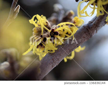 在二月一個陽光明媚的日子裡，金縷梅「阿諾德的承諾」盛開著美麗的黃色花朵。 136836144