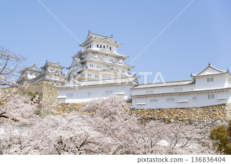 Cherry blossoming Himeji castle 136836404