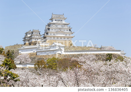 Cherry blossoming Himeji castle 136836405