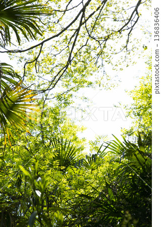 Nature education garden forest 136836406