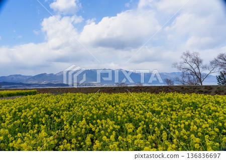 仲冬油菜花和冬天的天空 仲冬油菜花和冬天的天空 136836697