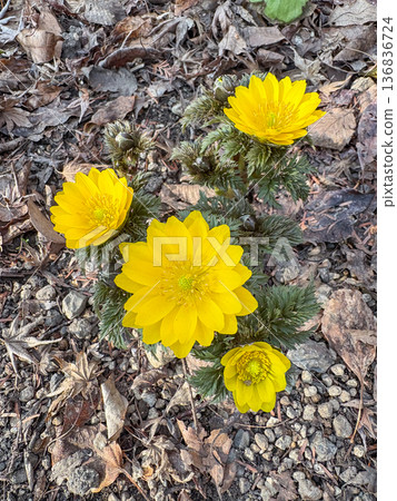 Adonis forked-stem Adonis forked-stem 136836724