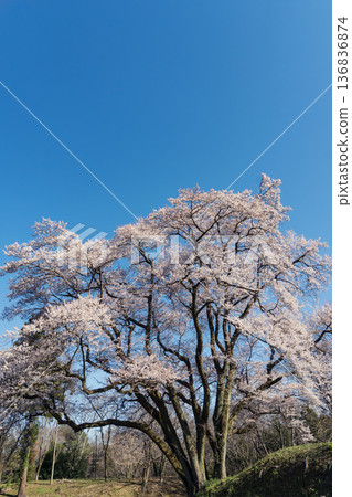 埼玉縣:八形城遺址的江戶彼岸櫻花 / 櫻花盛開,藍天白雲,留有文字空間 / 寄居町,三月 埼玉縣:八形城遺址的江戶彼岸櫻花 / 櫻花盛開,藍天白雲,留有文字空間 / 寄居町,三月 136836874