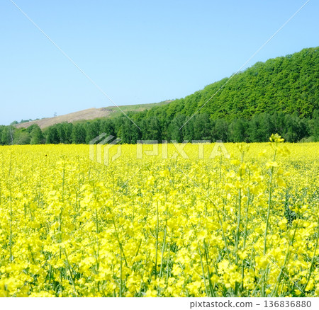 A field of fragrant yellow cruciferous flowers in Hokkaido on a mild spring day A field of fragrant yellow cruciferous flowers in Hokkaido on a mild spring day 136836880
