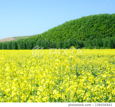A field of fragrant yellow cruciferous flowers in Hokkaido on a mild spring day A field of fragrant yellow cruciferous flowers in Hokkaido on a mild spring day 136836881