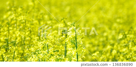 A field of fragrant yellow cruciferous flowers in Hokkaido on a mild spring day 136836890