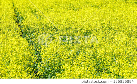 A field of fragrant yellow cruciferous flowers in Hokkaido on a mild spring day 136836894