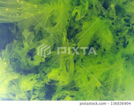 生長在海岸的石蓴 (Ulva pertusa) 136836904