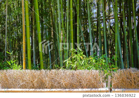 五月的竹林 五月的竹林 136836922