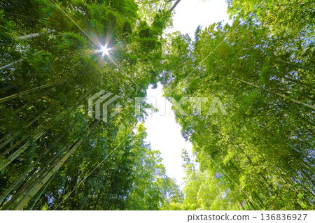 五月的竹林 五月的竹林 136836927