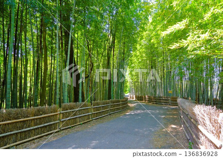五月的竹林 五月的竹林 136836928