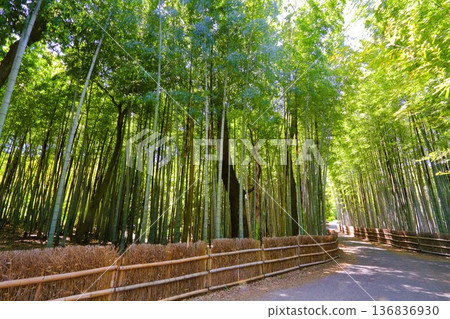bamboo grove in may 136836930