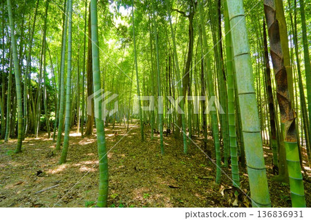 bamboo grove in may bamboo grove in may 136836931