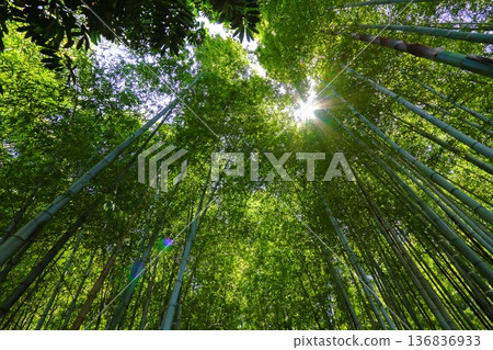 bamboo grove in may bamboo grove in may 136836933