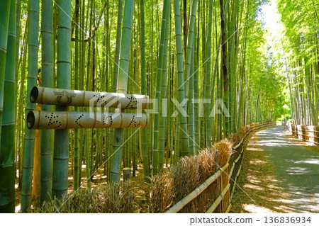 bamboo grove in may bamboo grove in may 136836934