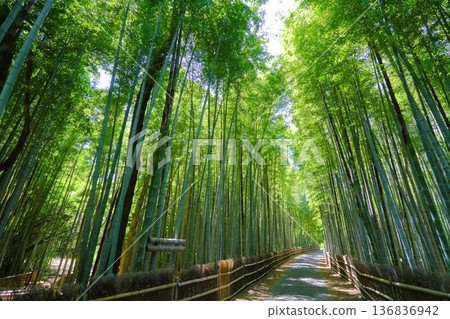 五月的竹林 五月的竹林 136836942