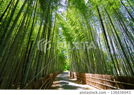 五月的竹林 五月的竹林 136836943