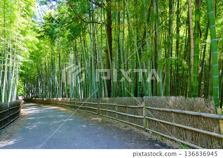 bamboo grove in may 136836945