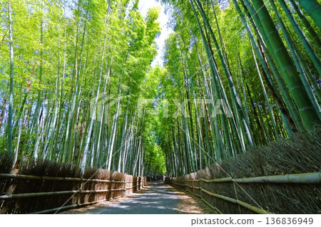 bamboo grove in may bamboo grove in may 136836949