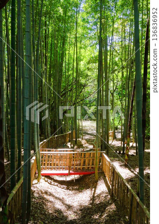 五月的竹林 五月的竹林 136836952