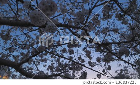 Let's start cherry blossom viewing! Magic hour night cherry blossoms! Let's start cherry blossom viewing! Magic hour night cherry blossoms! 136837223