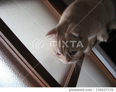 Kitten who discovered something Kitten who discovered something 136837378