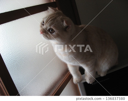 A kitten watching A kitten watching 136837380