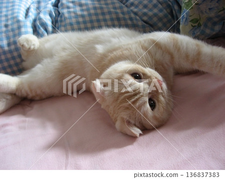 A lying kitten A lying kitten 136837383