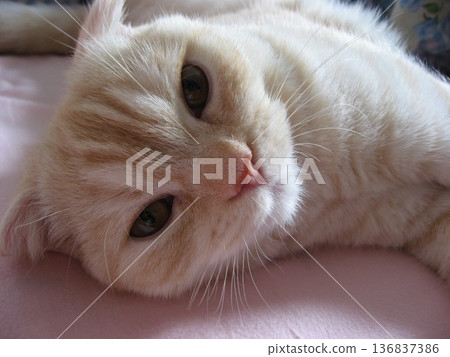 Sleepy kittens face 136837386